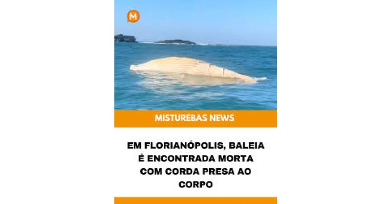  Baleia morta com corda no corpo é achada em Florianópolis, próximo a ilha dos Moleques do Sul