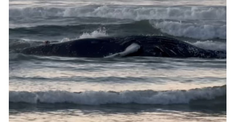   Imbituba /Baleia é encontrada encalhada na Praia da Vila (REGIÃO CENTRAL) no município