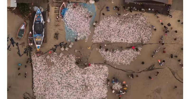  Imbituba / Cerca de 70 toneladas de tainhas são pescadas em praia do município