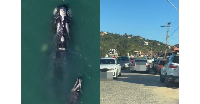  Imbituba / Dezenas de baleias-francas atraem multidão à Praia da Ribanceira