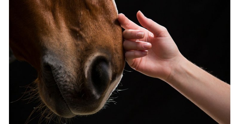 Armados, criminosos tentam roubar 13 cavalos e ameaçam dono de morte em Imbituba
