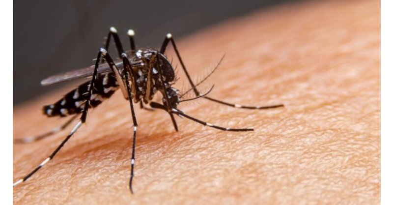 Cidade da região confirma primeiro caso de dengue com transmissão dentro do município