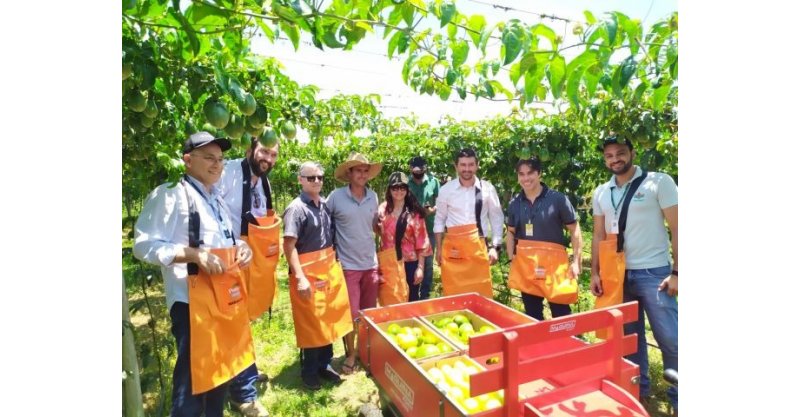 Colheita do maracujá inicia no Sul de Santa Catarina nesta quinta