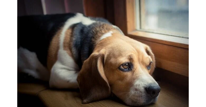 CRUELDADE/Três cães morrem por envenenamento e mulheres denunciam vizinhos; polícia investiga o caso