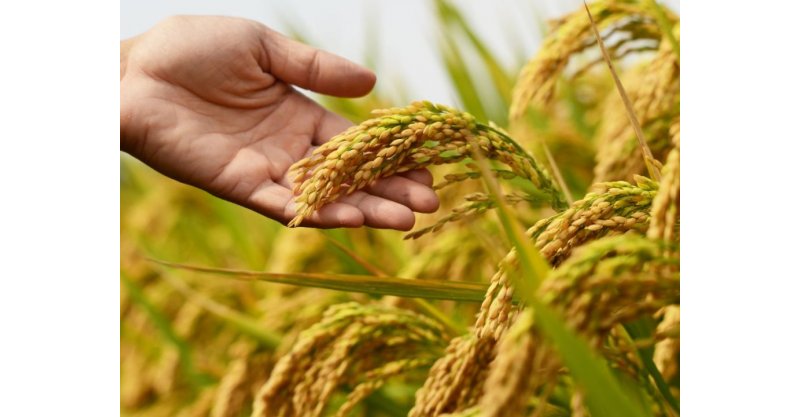 Depois de um ano desafiador, indústrias de arroz mantêm otimismo para 2025