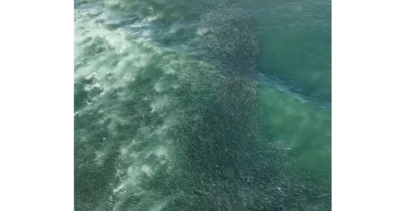 Drone flagra cardume de tainhas com mais de 2 km no litoral de Laguna