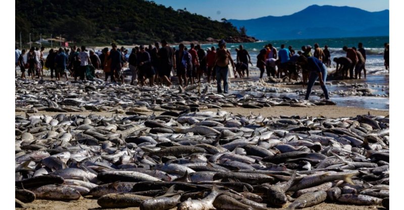 Em menos de um mês, pesca artesanal já capturou mais de 200 toneladas de tainha em SC