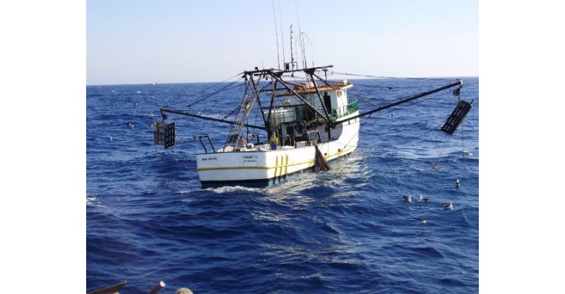 Florianópolis passa a ter novas regras para a pesca de camarão; veja quais