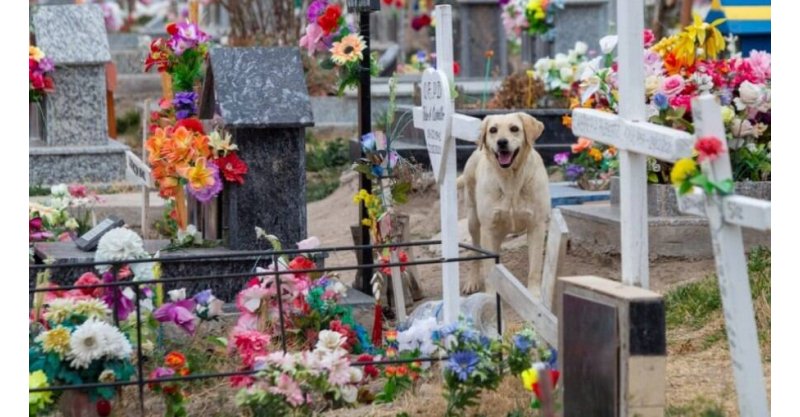 Florianópolis permite enterrar pets com tutores em cemitérios; saiba como