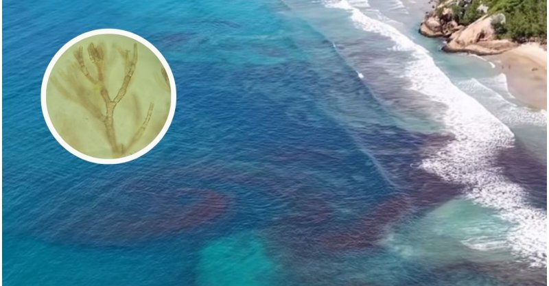Garopaba / Maré vermelha chama atenção em praias do município e especialistas investigam fenômeno