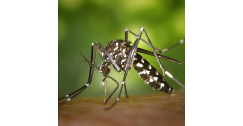 Garopaba registra 1º caso de chikungunya de sua história e Prefeitura toma medidas; saiba mais sobre a doença e como se prevenir