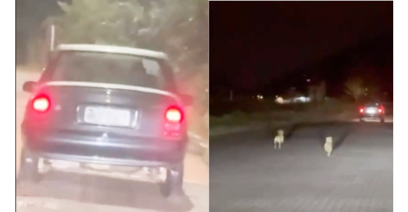 Imbituba / Cães são abandonados na rua durante a noite/Testemunhas registraram/cena e iniciaram buscas/região pelos animais