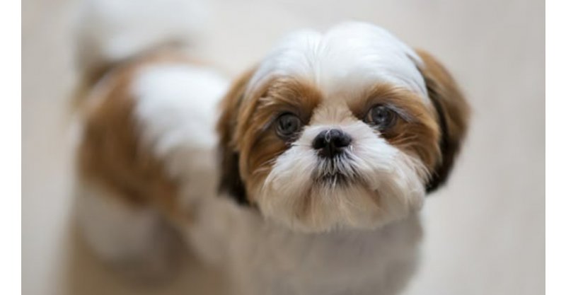 Imbituba / Cinco cães da raça shih-tzu são furtados de casa enquanto tutor viajava no município