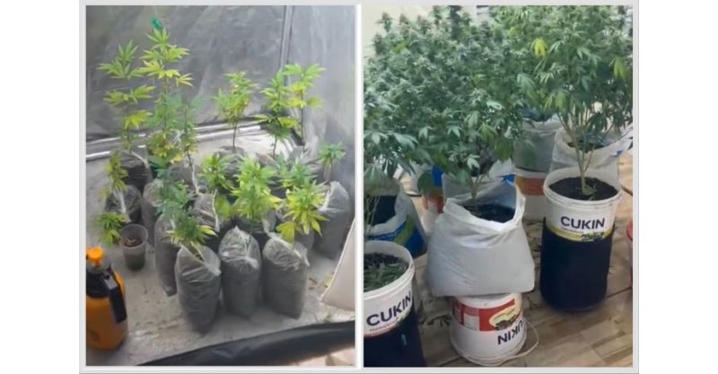 IMBITUBA / Estufa com 29 pés de maconha é descoberta em kitnet