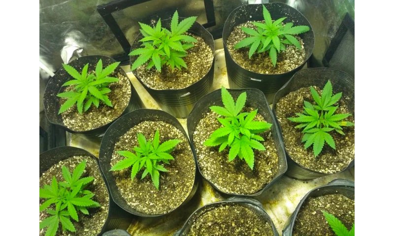 Imbituba, homem é preso por tráfico após ser delatado e flagrado com plantação de maconha em casa / 56 PÉS