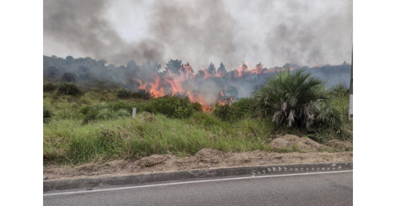IMBITUBA / Incêndio de grandes proporções atinge área de butiazeiros  no município