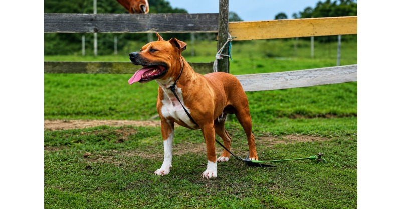 Imbituba inicia ação de acolhimento e reabilitação de cães em situação de risco