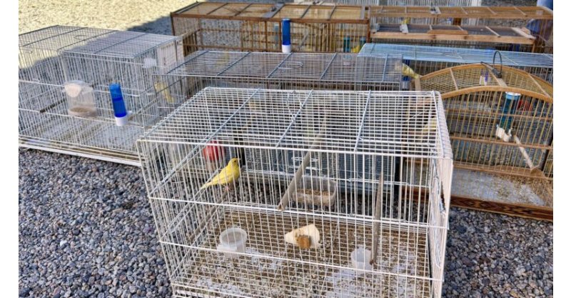 Imbituba / Secretaria de Segurança Pública/Trânsito/Fiscalização apura denúncia de crime ambiental envolvendo aves silvestres no município