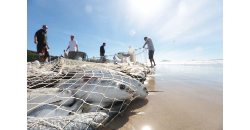 IMBITUBA/Projeto de lei quer regras mais claras sobre obrigações e direitos de surfistas e pescadores durante a safra da tainha