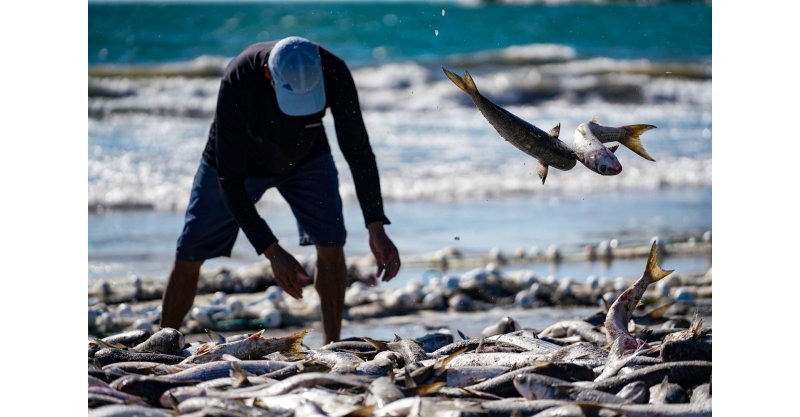 Justiça nega liminar contra cota para pesca de tainha em SC