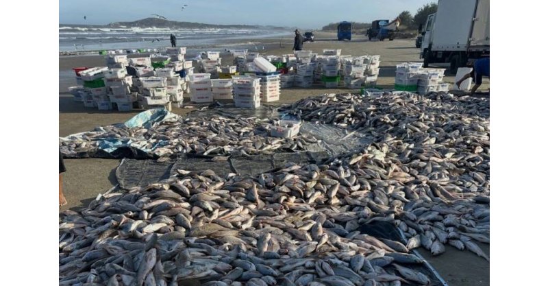 LAGUNA / Pescadores comemoram quase 20 toneladas de peixes na Praia do Sol