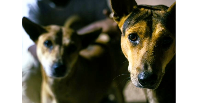 Município é condenado a indenizar idoso atacado por cães mantidos em posto de saúde