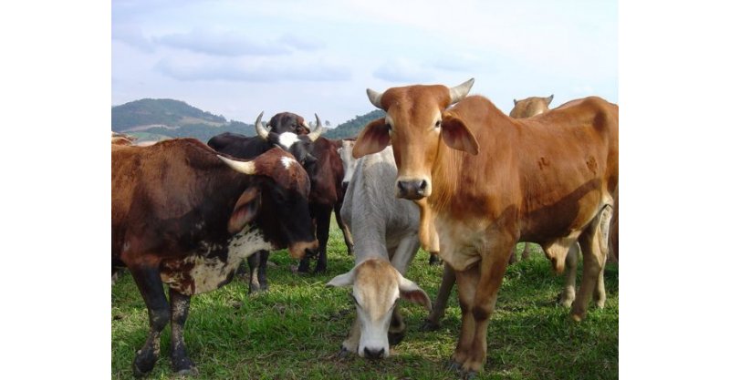 Pecuária cresce 6,6% em SC e impulsiona agronegócio