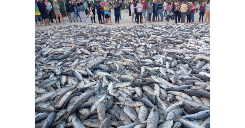 Pescadores registram grande captura de tainha na Praia do Rosa, em Imbituba