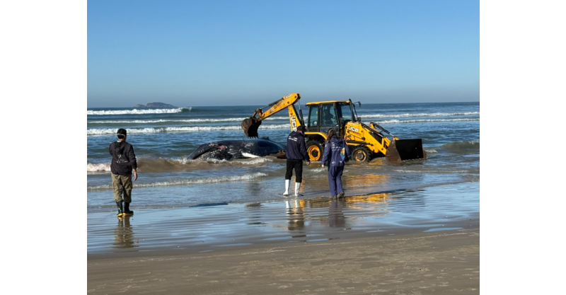 Prefeitura mobiliza equipes para atendimento de baleia-jubarte encalhada na Praia da Vila