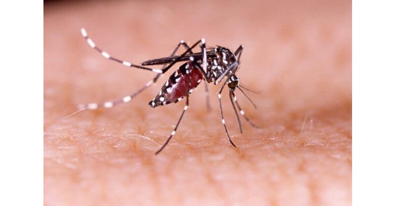 Saúde intensifica campanha contra dengue, zika e chikungunya em Santa Catarina