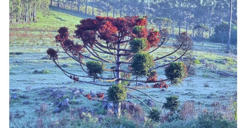 Serra de SC amanhece com carros e vegetação cobertos por geada e temperatura abaixo de 3°C