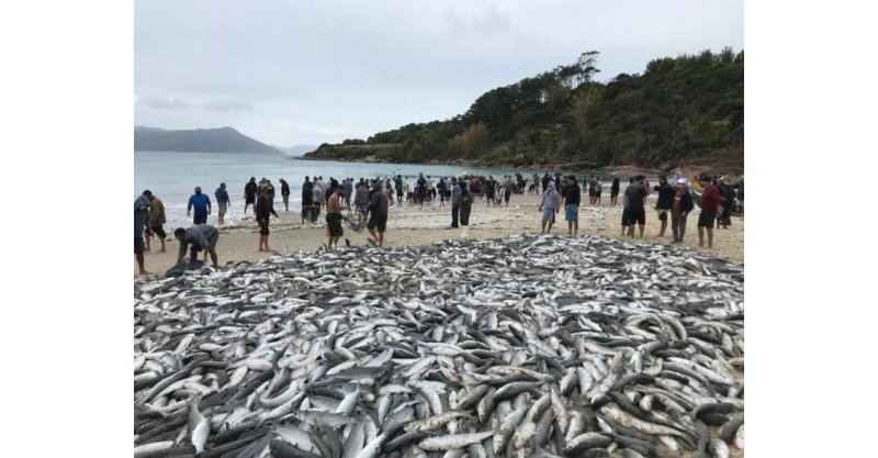 Tainha: mesmo com cota, pescadores de Balneário Rincão aguardam boa safra