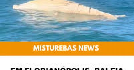  Baleia morta com corda no corpo é achada em Florianópolis, próximo a ilha dos Moleques do Sul