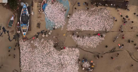  Imbituba / Cerca de 70 toneladas de tainhas são pescadas em praia do município