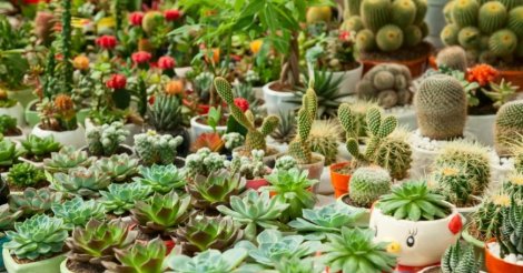 IV Feira de Plantas acontece neste fim de semana e traz a Imbituba artesanato, concurso e opções de presentes natalinos