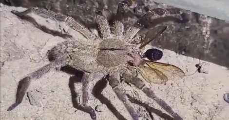 Aranha mais perigosa do Brasil e que não faz teia é encontrada dentro de casa em cidade de SC