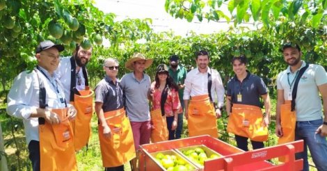 Colheita do maracujá inicia no Sul de Santa Catarina nesta quinta
