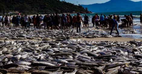 Em menos de um mês, pesca artesanal já capturou mais de 200 toneladas de tainha em SC