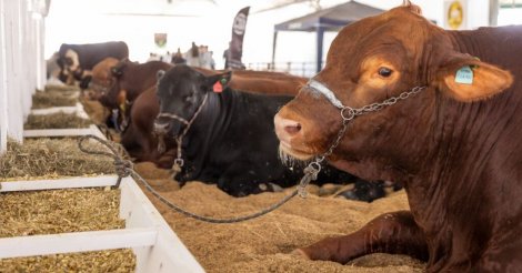 Feira Agropecuária de Tubarão 2026 terá shows, leilão e desfile de carros de boi