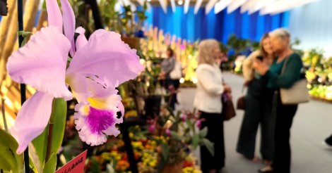 Festa das Flores atrai cerca de 500 caravanas e orquidófilos do Brasil para Joinville