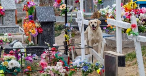 Florianópolis permite enterrar pets com tutores em cemitérios; saiba como