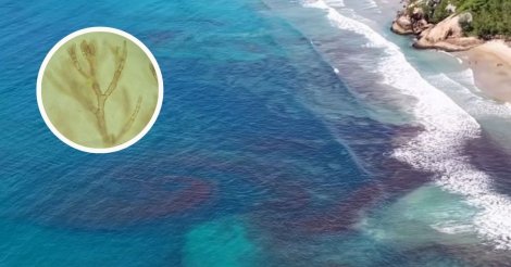 Garopaba / Maré vermelha chama atenção em praias do município e especialistas investigam fenômeno