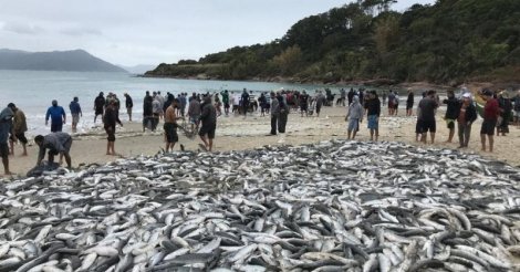 Governo e pescadores reagem à proposta absurda do governo federal
