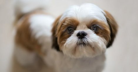 Imbituba / Cinco cães da raça shih-tzu são furtados de casa enquanto tutor viajava no município