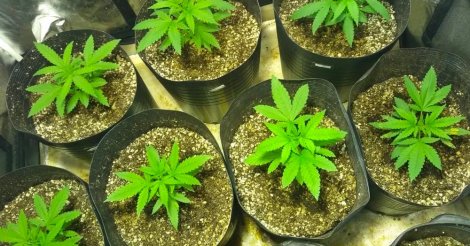 Imbituba, homem é preso por tráfico após ser delatado e flagrado com plantação de maconha em casa / 56 PÉS