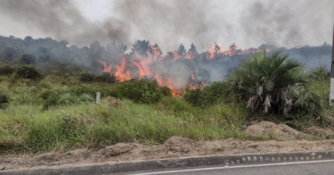IMBITUBA / Incêndio de grandes proporções atinge área de butiazeiros  no município