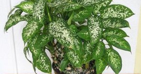 Imbituba / Mulher passa mal após contato com a planta “comigo-ninguém-pode” na cidade