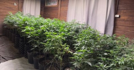 IMBITUBA / Polícia descobre estufa com 620 pés de maconha