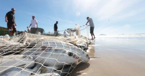 IMBITUBA/Projeto de lei quer regras mais claras sobre obrigações e direitos de surfistas e pescadores durante a safra da tainha