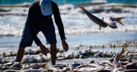 Justiça nega liminar contra cota para pesca de tainha em SC